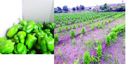 Sugarcane onion, onion, vegetable ..! Increase in income of crores due to labor force: In Bongarwadi, irrigated area increased by 250 hectares | कुसळाच्या माळावर ऊस, कांदा, भाजी..! श्रमदानामुळे कोटीचे उत्पन्न वाढणार : बनगरवाडीत २५० हेक्टरने बागायत क्षेत्र वाढले Sugarcane onion, onion, vegetable ..! Increase in income of crores due to labor force: In Bongarwadi, irrigated area increased by 250 hectares | कुसळाच्या माळावर ऊस, कांदा, भाजी..! श्रमदानामुळे कोटीचे उत्पन्न वाढणार : बनगरवाडीत २५० हेक्टरने बागायत क्षेत्र वाढले