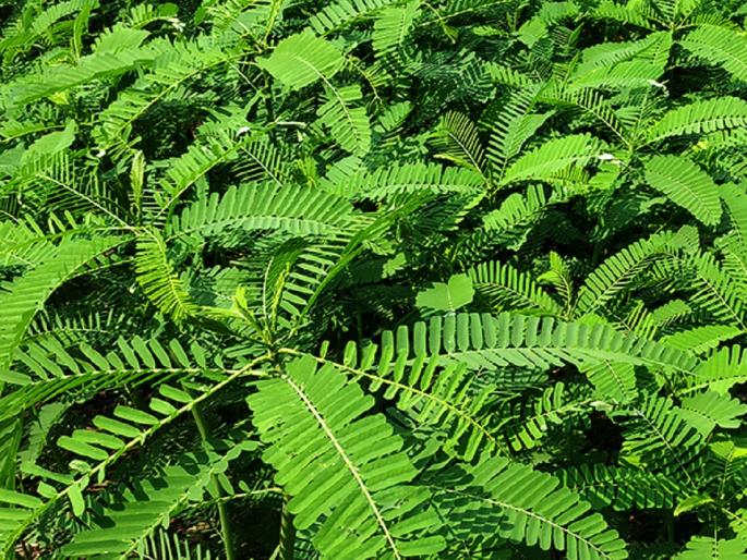 Enrich soil health with green manures | हिरवळीच्या खतांनी समृद्ध करा मातीचे आरोग्य Enrich soil health with green manures | हिरवळीच्या खतांनी समृद्ध करा मातीचे आरोग्य