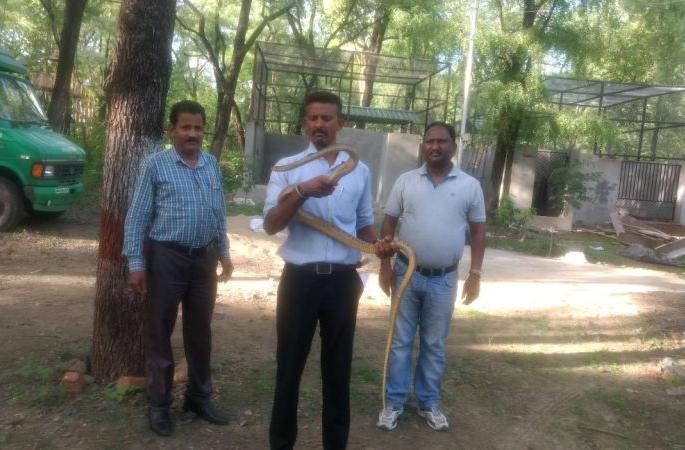 The eight half and -footed Dhaman snake found at Raj Bhavan in Nagpur | नागपुरातील राजभवनात सापडली साडे आठ फुटी धामण The eight half and -footed Dhaman snake found at Raj Bhavan in Nagpur | नागपुरातील राजभवनात सापडली साडे आठ फुटी धामण
