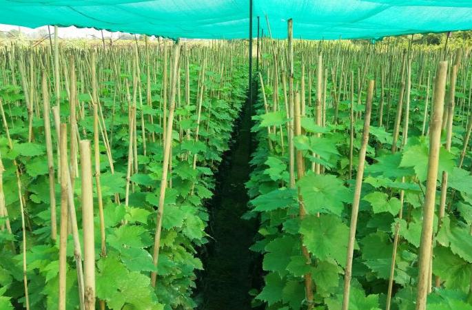 Experimenting with the introduction of airpruning technology, first year production of grapefruit, Nitin Ghavate of Pimpalgaon | एअरप्रुनिंग तंत्रज्ञानामुळे पहिल्याच वर्षी द्राक्षाचे उत्पादन, पिंपळगावच्या नितीन घावटे यांचा प्रयोग Experimenting with the introduction of airpruning technology, first year production of grapefruit, Nitin Ghavate of Pimpalgaon | एअरप्रुनिंग तंत्रज्ञानामुळे पहिल्याच वर्षी द्राक्षाचे उत्पादन, पिंपळगावच्या नितीन घावटे यांचा प्रयोग