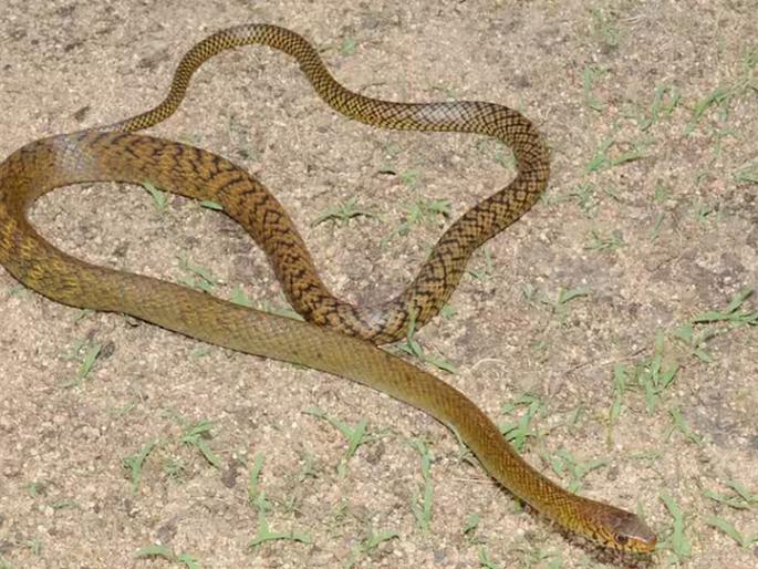 Safe release of Dhaman Sapa who came to Kopri Police Station | कोपरी पोलीस ठाण्यात आलेल्या धामण सापाची सुरक्षित सुटका Safe release of Dhaman Sapa who came to Kopri Police Station | कोपरी पोलीस ठाण्यात आलेल्या धामण सापाची सुरक्षित सुटका