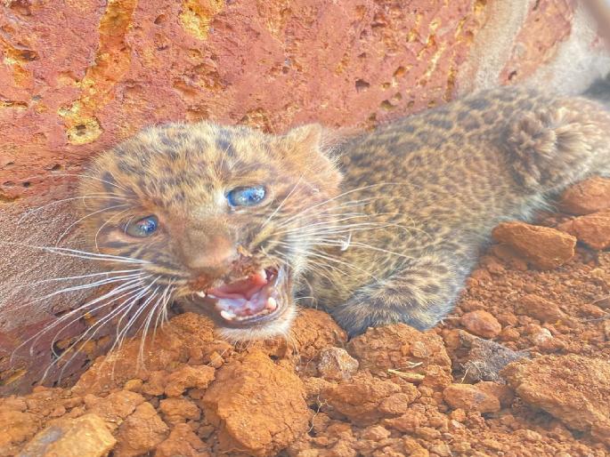 A leopard calf was found in Dhamani in Kolhapur district | Kolhapur: धामणीत सापडला बिबटयाचा बछडा, बघ्यांची मोठी गर्दी A leopard calf was found in Dhamani in Kolhapur district | Kolhapur: धामणीत सापडला बिबटयाचा बछडा, बघ्यांची मोठी गर्दी