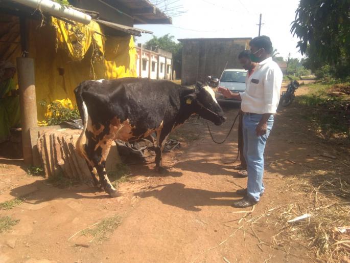 In Radhanagari taluka, animals are infected with 'Lampi' disease | राधानगरी तालुक्यात जनावरांना होतेय 'लंपी ' रोगाची लागण In Radhanagari taluka, animals are infected with 'Lampi' disease | राधानगरी तालुक्यात जनावरांना होतेय 'लंपी ' रोगाची लागण