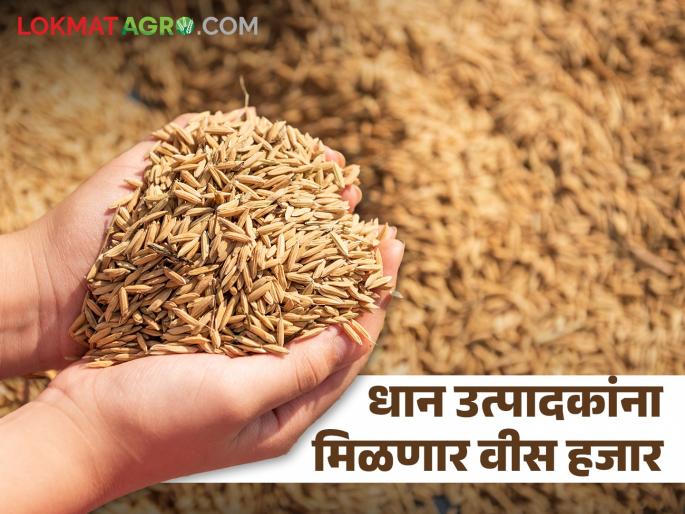 Registered farmers will get twenty thousand rupees per hectare whether they sell paddy or not | नोंदणीकृत शेतकऱ्यांनी धान विक्री केली असो किंवा नसो प्रती हेक्टरी मिळणार इतकी मदत Registered farmers will get twenty thousand rupees per hectare whether they sell paddy or not | नोंदणीकृत शेतकऱ्यांनी धान विक्री केली असो किंवा नसो प्रती हेक्टरी मिळणार इतकी मदत