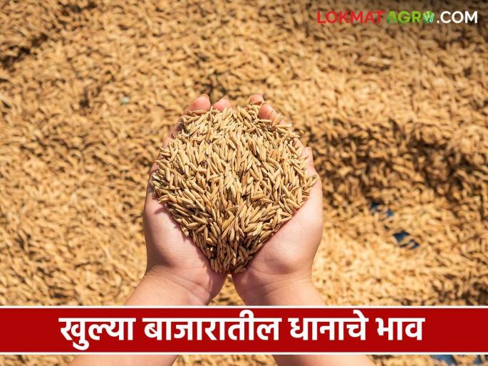 Latest News Paddy Market Parbhani Chennur paddy market price see dhan todays rate | Paddy Market : परभणी चेन्नूर धानाला काय भाव मिळतोय? वाचा आजचे बाजारभाव  Latest News Paddy Market Parbhani Chennur paddy market price see dhan todays rate | Paddy Market : परभणी चेन्नूर धानाला काय भाव मिळतोय? वाचा आजचे बाजारभाव