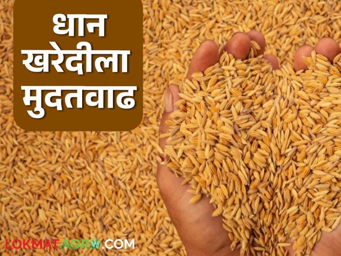 Latest News Deadline for purchasing paddy for Rabi season extended till 30 july read in detail | Dhan Kharedi : रब्बी हंगामातील धान खरेदीसाठी 'या' तारखेपर्यंत मुदत वाढवली, वाचा सविस्तर 