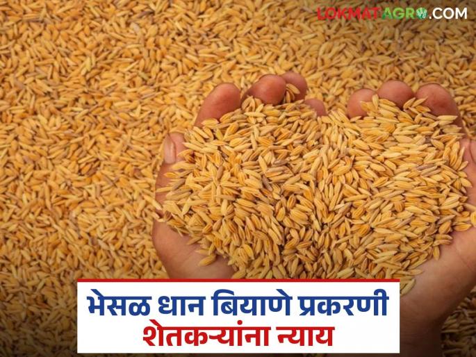 latest news Dhan Biyane Case: Farmers suffer losses due to adulterated seeds; Order to pay compensation of Rs 7.46 lakh! | Dhan Biyane Case : भेसळ बियाण्याने शेतकऱ्यांचे नुकसान; ७.४६ लाख भरपाईचा आदेश!