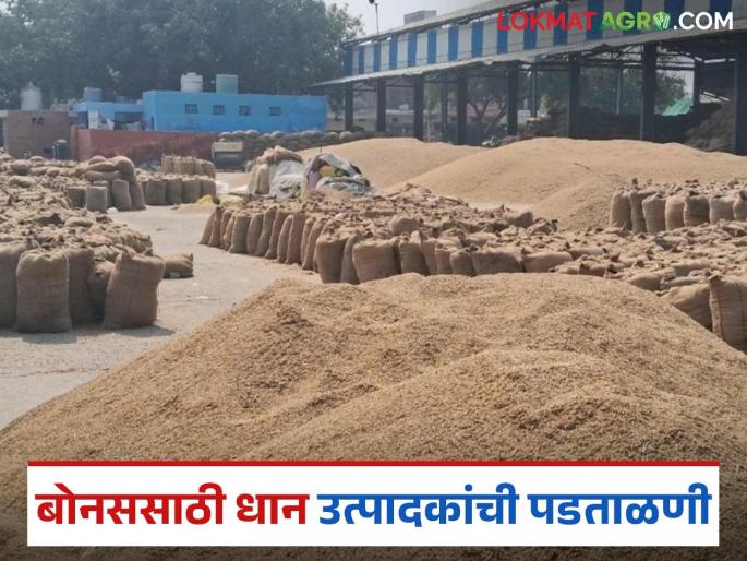 Latest News Dhan Bonus 2025 First verification then farmers will get paddy bonus | Dhan Bonus 2025 : आधी पडताळणी मग बोनस, 'याच' शेतकऱ्यांना मिळणार धान बोनस, जाणून घ्या कारण? Latest News Dhan Bonus 2025 First verification then farmers will get paddy bonus | Dhan Bonus 2025 : आधी पडताळणी मग बोनस, 'याच' शेतकऱ्यांना मिळणार धान बोनस, जाणून घ्या कारण?