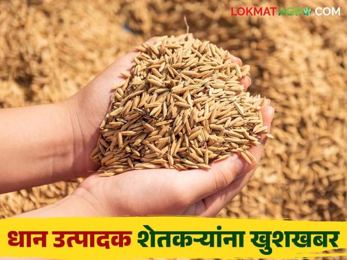 Rice Export : Good prices for paddy at the beginning of the season as the central government lifted the export ban | Rice Export : केंद्र सरकारने निर्यातबंदी हटविल्यामुळे हंगामाच्या सुरुवातीलाच धानाला चांगला दर Rice Export : Good prices for paddy at the beginning of the season as the central government lifted the export ban | Rice Export : केंद्र सरकारने निर्यातबंदी हटविल्यामुळे हंगामाच्या सुरुवातीलाच धानाला चांगला दर