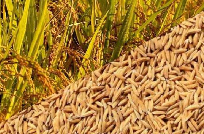 6 million quintals of paddy polish process stopped due to rice millers negligence | ६० लाख क्विंटल धानाची भरडाई थांबली; रब्बीतील धान खरेदी येणार अडचणीत 6 million quintals of paddy polish process stopped due to rice millers negligence | ६० लाख क्विंटल धानाची भरडाई थांबली; रब्बीतील धान खरेदी येणार अडचणीत