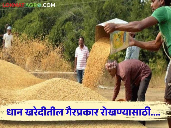 Latest News Agriculture News Irregularities in paddy procurement, counseling campaign by Tribal Development Board  | Agriculture News : धान खरेदीत गैरप्रकार, आदिवासी विकास मंडळाकडून समुपदेशन मोहीम  Latest News Agriculture News Irregularities in paddy procurement, counseling campaign by Tribal Development Board  | Agriculture News : धान खरेदीत गैरप्रकार, आदिवासी विकास मंडळाकडून समुपदेशन मोहीम