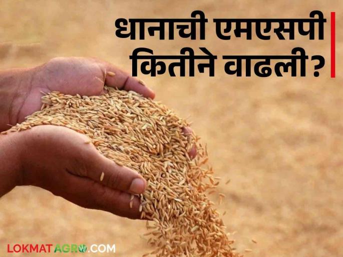 Latest News Agriculture News how much rupees has increased in MSP of rice last 14 years Know in detail  | Rice MSP : 14 वर्षांत भाताच्या एमएसपीत किती रुपयांची वाढ झाली? जाणून घ्या सविस्तर  Latest News Agriculture News how much rupees has increased in MSP of rice last 14 years Know in detail  | Rice MSP : 14 वर्षांत भाताच्या एमएसपीत किती रुपयांची वाढ झाली? जाणून घ्या सविस्तर