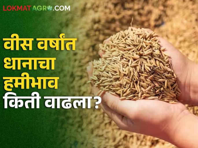 Latest news only Rs 117 increase in msp price of paddy in Kharif season 2024-25 | Paddy MSP : खर्च वाढला हजारांत, हमीभाव वाढला रुपयात, वीस वर्षांत धानाचा हमीभाव कसा राहिला?  Latest news only Rs 117 increase in msp price of paddy in Kharif season 2024-25 | Paddy MSP : खर्च वाढला हजारांत, हमीभाव वाढला रुपयात, वीस वर्षांत धानाचा हमीभाव कसा राहिला?