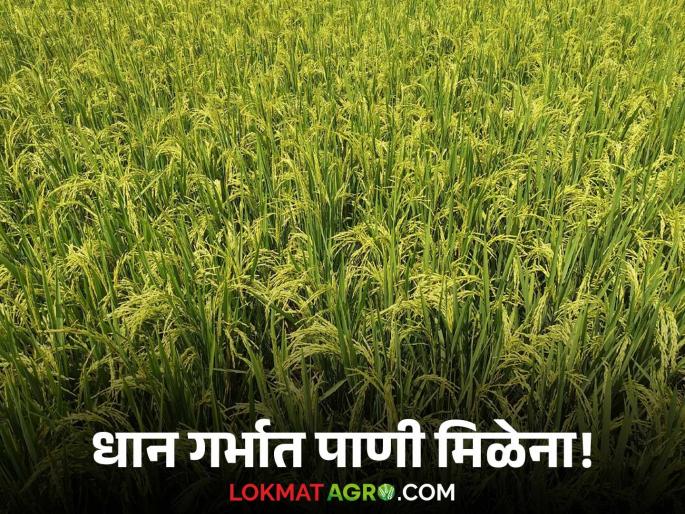 Latest News Unhali Bhat Pik Summer paddy in growth stage, water needed for nutrition | Unhali Bhat Pik : उन्हाळी भात पीक गर्भावस्थेत, पाण्याची कमी, पाणी विकत घेण्याची वेळ Latest News Unhali Bhat Pik Summer paddy in growth stage, water needed for nutrition | Unhali Bhat Pik : उन्हाळी भात पीक गर्भावस्थेत, पाण्याची कमी, पाणी विकत घेण्याची वेळ