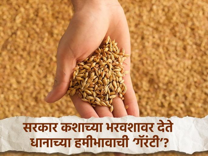 When will government paddy purchase centers start? 400 per quintal loss to farmers | शासकीय धान खरेदी केंद्रे सुरू करणार कधी? शेतकऱ्यांचे प्रति क्विंटल ४०० रुपयांचे नुकसान When will government paddy purchase centers start? 400 per quintal loss to farmers | शासकीय धान खरेदी केंद्रे सुरू करणार कधी? शेतकऱ्यांचे प्रति क्विंटल ४०० रुपयांचे नुकसान