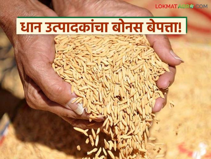 latest news Dhan Bonus: Panic for paddy farmers; Bonus missing despite waiting for nine months Read in detail | Dhan Bonus : धान उत्पादकांची होरपळ; नऊ महिने थांबूनही बोनस बेपत्ता वाचा सविस्तर