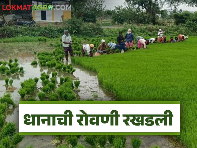 latest news Paddy Plantation: Rains hit the paddy fields; Paddy plantation in crisis, read in detail | Paddy Plantation : पावसाने मारली दांडी; धान रोवणी संकटात वाचा सविस्तर