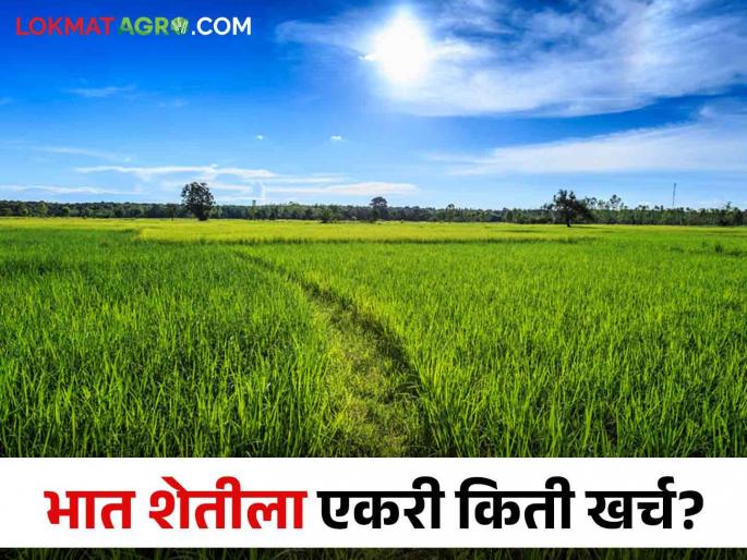 Latest News cost of paddy farming has increased, how much cost per acre Read in detail | Paddy Production : धानाच्या शेतीचा खर्च वाढला, एकरी किती खर्च येतो? वाचा सविस्तर Latest News cost of paddy farming has increased, how much cost per acre Read in detail | Paddy Production : धानाच्या शेतीचा खर्च वाढला, एकरी किती खर्च येतो? वाचा सविस्तर