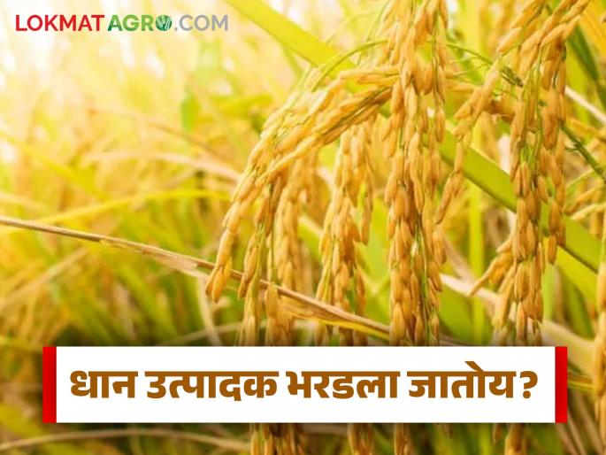 Latest News dhan farming possible to pay Rs 2,500 per quintal to paddy farmers in Maharashtra | महाराष्ट्रातील धान उत्पादक शेतकऱ्यांना प्रति क्विंटल 2500 रुपये भाव देणे का शक्य नाही?  Latest News dhan farming possible to pay Rs 2,500 per quintal to paddy farmers in Maharashtra | महाराष्ट्रातील धान उत्पादक शेतकऱ्यांना प्रति क्विंटल 2500 रुपये भाव देणे का शक्य नाही?