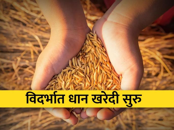 222 paddy purchase centers open in Vidarbha | विदर्भात २२२ धान खरेदी केंद्रे सुरू 222 paddy purchase centers open in Vidarbha | विदर्भात २२२ धान खरेदी केंद्रे सुरू