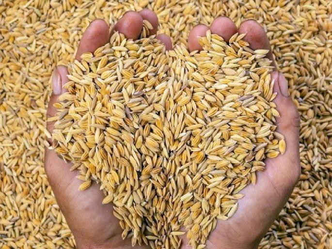 around 35,000 farmers in East Vidarbha deprived of paddy sales | पूर्व विदर्भातील ३५ हजार शेतकरी धान विक्रीपासून वंचित around 35,000 farmers in East Vidarbha deprived of paddy sales | पूर्व विदर्भातील ३५ हजार शेतकरी धान विक्रीपासून वंचित
