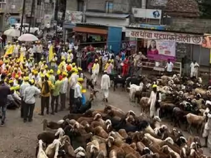 Dhangar brothers took to the road with goats and sheep at Pattanakodoli in Kolhapur for Dhangar reservation | Dhangar Reservation: कोल्हापुरातील पट्टणकोडोलीत धनगर बांधव शेळ्यामेंढ्यांसह उतरले रस्त्यावर Dhangar brothers took to the road with goats and sheep at Pattanakodoli in Kolhapur for Dhangar reservation | Dhangar Reservation: कोल्हापुरातील पट्टणकोडोलीत धनगर बांधव शेळ्यामेंढ्यांसह उतरले रस्त्यावर