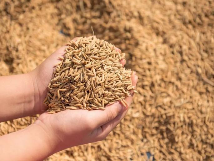 where's 8 thousand quintals of paddy? Questions raises after DMO action on paddy purchase scam case | ८ हजार क्विंटल धान गहाळ केला कोणी? डीएमओ कारवाईनंतर सवाल where's 8 thousand quintals of paddy? Questions raises after DMO action on paddy purchase scam case | ८ हजार क्विंटल धान गहाळ केला कोणी? डीएमओ कारवाईनंतर सवाल