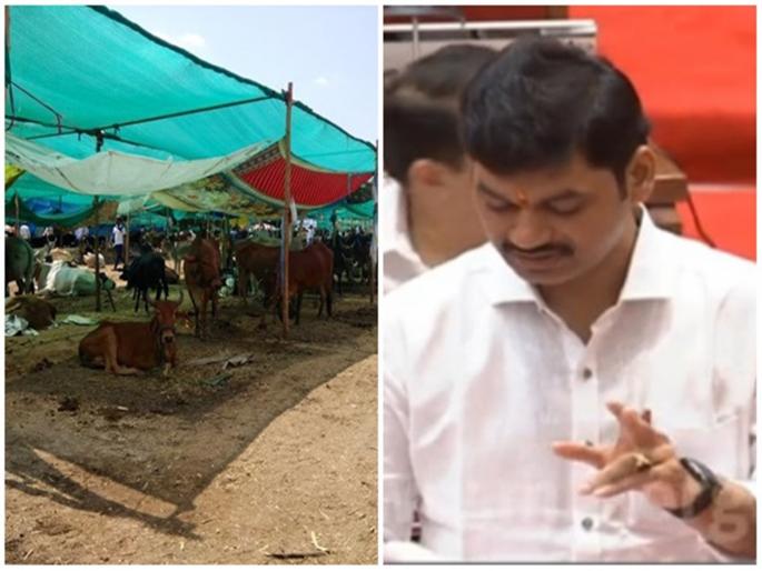 The statement of Lokmat impact in Legislative Council | 'लोकमत'च्या हायटेक चारा छावणी संदर्भातील बातमीची विधानपरिषदेत दखल  The statement of Lokmat impact in Legislative Council | 'लोकमत'च्या हायटेक चारा छावणी संदर्भातील बातमीची विधानपरिषदेत दखल