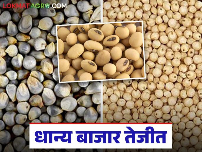 latet news Shetmal Market Update: Shetmal market is booming; High demand for high quality soybeans | Shetmal Market Update : धान्य बाजार तेजीत; उच्च प्रतीच्या सोयाबीनला मोठी मागणी वाचा सविस्तर latet news Shetmal Market Update: Shetmal market is booming; High demand for high quality soybeans | Shetmal Market Update : धान्य बाजार तेजीत; उच्च प्रतीच्या सोयाबीनला मोठी मागणी वाचा सविस्तर
