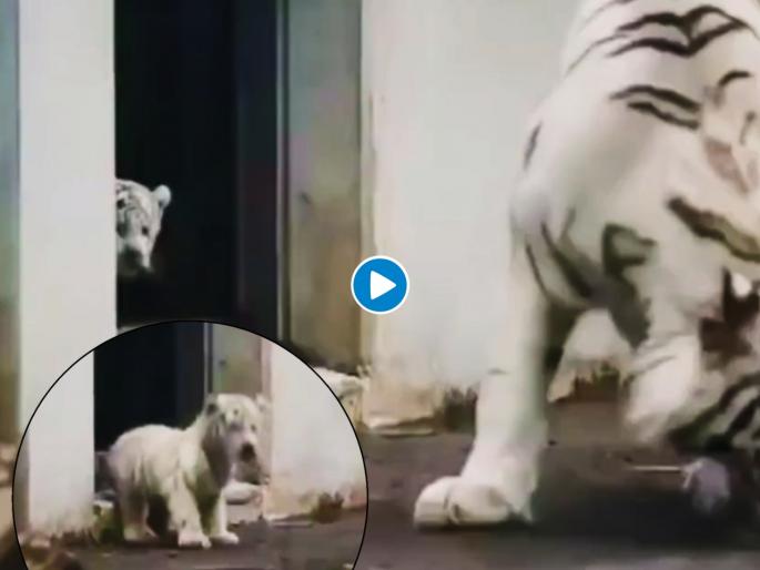 tiger and cub playing hide and seek cute video goes viral on internet | Viral Video: धप्पा! चिमुकल्या वाघाने पाठीमागुन येऊन आईला केलं 'आऊट', वाघ मायलेकाच्या लपाछपीचा क्युट खेळ tiger and cub playing hide and seek cute video goes viral on internet | Viral Video: धप्पा! चिमुकल्या वाघाने पाठीमागुन येऊन आईला केलं 'आऊट', वाघ मायलेकाच्या लपाछपीचा क्युट खेळ