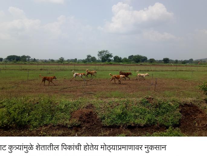 Wandering dogs, terrified dogs panic in rural areas | भटक्या, मोकाट कुत्र्यांची ग्रामीण भागात दहशत