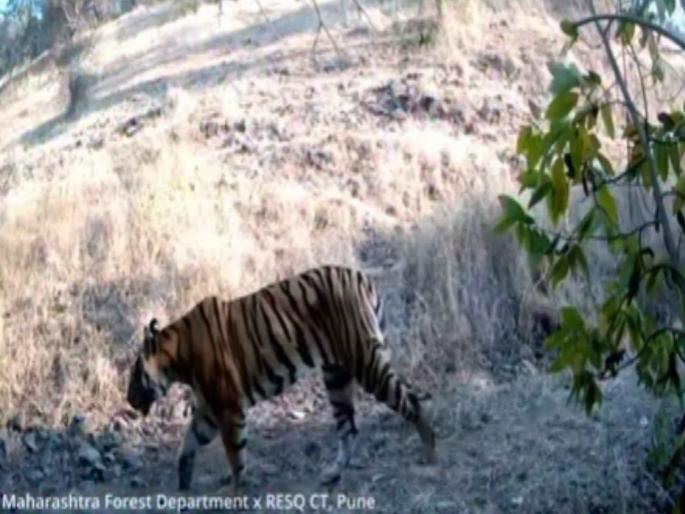 Tiger from Yavatmal district enters Solapur via Dharashiv | बिबट्या ट्रॅक करण्यासाठी लावला कॅमेरा अन् आढळला चक्क वाघ