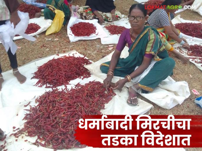 Dharmabad Red Chilli: Dharmabad's red chilli harvest reaches seven continents Read in detail | Dharmabad Red Chilli: धर्माबादच्या लाल मिरचीचा तोरा पोहोचला सातासमुद्रापार वाचा सविस्तर Dharmabad Red Chilli: Dharmabad's red chilli harvest reaches seven continents Read in detail | Dharmabad Red Chilli: धर्माबादच्या लाल मिरचीचा तोरा पोहोचला सातासमुद्रापार वाचा सविस्तर