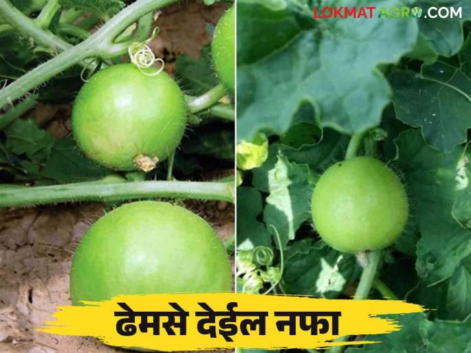 Dhemase Lagwad : How to cultivate Tinda vegetable crop in an improved way? | Dhemase Lagwad : ढेमसे भाजीपाला पिकाची सुधारित पद्धतीने कशी कराल लागवड? Dhemase Lagwad : How to cultivate Tinda vegetable crop in an improved way? | Dhemase Lagwad : ढेमसे भाजीपाला पिकाची सुधारित पद्धतीने कशी कराल लागवड?