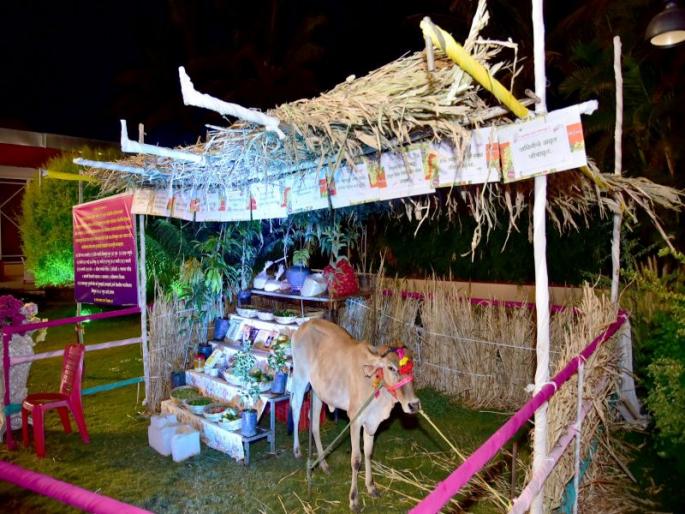 Cows were given along with toxic-free farming materials in kanyadan | कन्यादानात विषमुक्त शेतीच्या साहित्याबरोबरच दिली गो माता Cows were given along with toxic-free farming materials in kanyadan | कन्यादानात विषमुक्त शेतीच्या साहित्याबरोबरच दिली गो माता