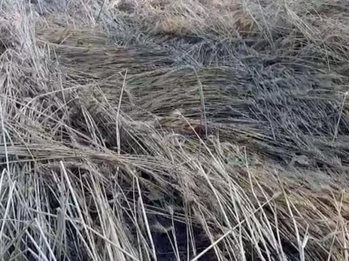 Weather-damaged farmers await relief; There was no help even after Panchnama | अवकाळीमुळे नुकसान झालेले शेतकरी मदतीच्या प्रतीक्षेत; पंचनामे होऊनही मदत मिळेना Weather-damaged farmers await relief; There was no help even after Panchnama | अवकाळीमुळे नुकसान झालेले शेतकरी मदतीच्या प्रतीक्षेत; पंचनामे होऊनही मदत मिळेना