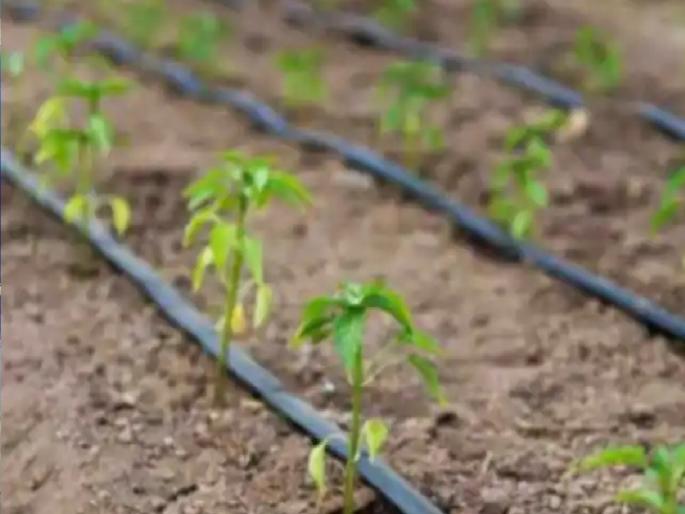 Farmers dry from drip irrigation subsidy, condition is proving fatal | शेतकरी 'ठिबक सिंचन'च्या अनुदानापासून कोरडे, 'ही' अट ठरतंय मारक Farmers dry from drip irrigation subsidy, condition is proving fatal | शेतकरी 'ठिबक सिंचन'च्या अनुदानापासून कोरडे, 'ही' अट ठरतंय मारक