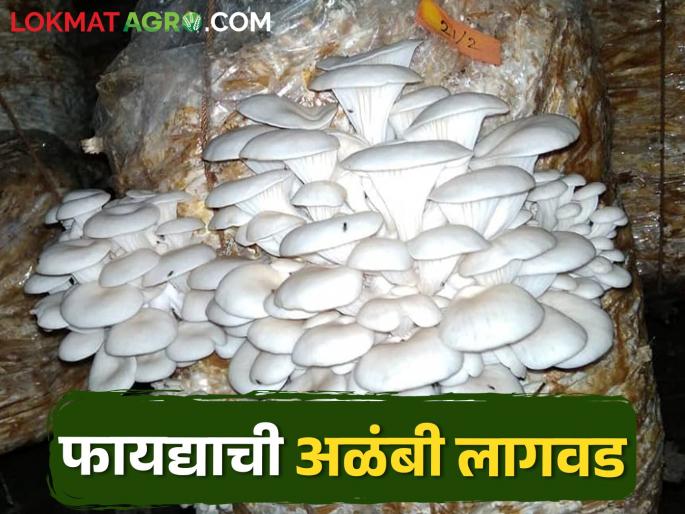 Do this business with low capital cost, guaranteed money in short period of time | कमी भांडवली खर्चात, कमी कालावधीत हमखास पैसे मिळवून देणारा हा व्यवसाय करा Do this business with low capital cost, guaranteed money in short period of time | कमी भांडवली खर्चात, कमी कालावधीत हमखास पैसे मिळवून देणारा हा व्यवसाय करा