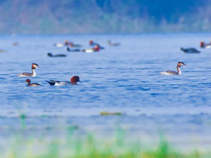 In love with the ‘big Tibukali’ umbrella lake abroad; Winter guest appeared in amravati | परदेशातील ‘मोठी टिबुकली’ छत्री तलावाच्या प्रेमात; महाराष्ट्रात हिवाळी पाहुणा अवतरला