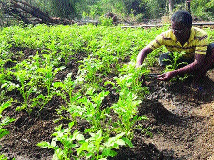 A very different experiment of potato cultivation | बटाटा लागवडीचा डहाणूत वेगळा प्रयोग A very different experiment of potato cultivation | बटाटा लागवडीचा डहाणूत वेगळा प्रयोग