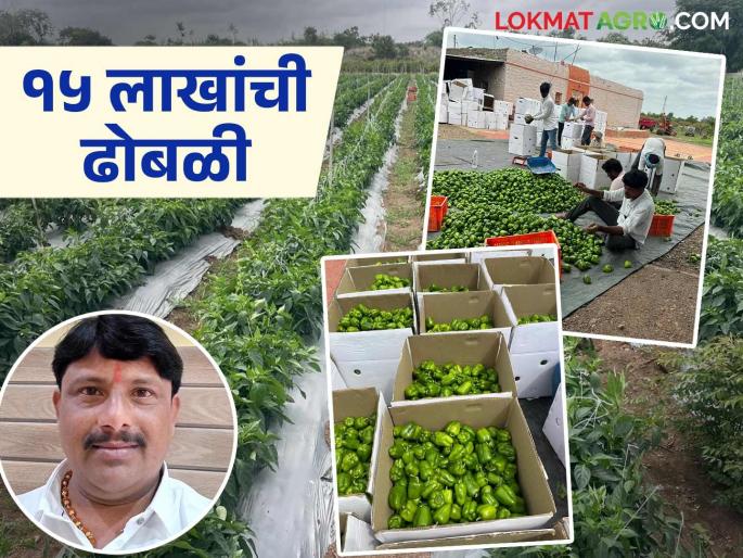 Overcoming drought conditions, Jat farmer produces 77 tons of capsicum per acre | दुष्काळी परिस्थितीवर मात करत जतच्या शेतकऱ्याने घेतले एकरी ७७ टन ढोबळी मिरचीचे उत्पादन Overcoming drought conditions, Jat farmer produces 77 tons of capsicum per acre | दुष्काळी परिस्थितीवर मात करत जतच्या शेतकऱ्याने घेतले एकरी ७७ टन ढोबळी मिरचीचे उत्पादन