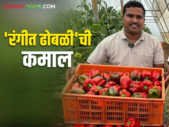 Color capsicum grow in the polyhouse made rich to farmer pravin; 150 tons produced in four acres | पॉलिहाऊस मधील रंगीत ढोबळी मिरचीने प्रवीणला केले मालामाल; चार एकरात १५० टन उत्पादन Color capsicum grow in the polyhouse made rich to farmer pravin; 150 tons produced in four acres | पॉलिहाऊस मधील रंगीत ढोबळी मिरचीने प्रवीणला केले मालामाल; चार एकरात १५० टन उत्पादन