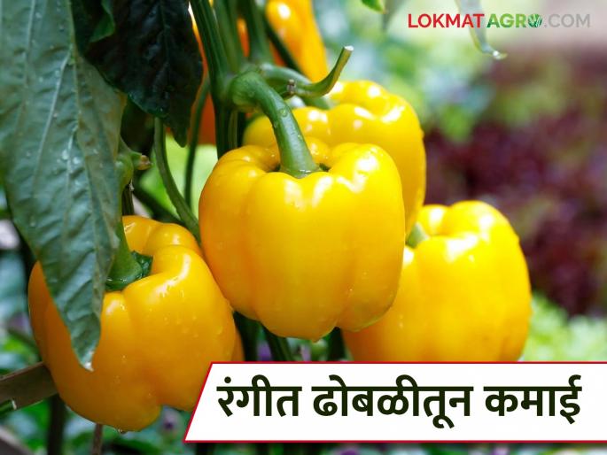 Kolgaon farmer experiments with exotic vegetables; earns Rs 12 lakh from color capsicum | कोळगावच्या शेतकऱ्याचा विदेशी भाज्यांचा प्रयोग; रंगीत ढोबळीतून केली १२ लाखांची कमाई