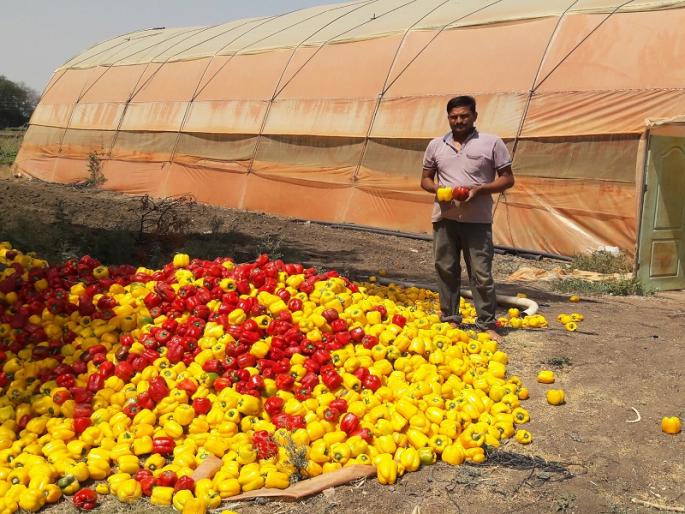 Gold-like chilli powder; Farmers in crisis | सोन्यासारखी ढोबळी मिरची मातीमोल; शेतकरी संकटात Gold-like chilli powder; Farmers in crisis | सोन्यासारखी ढोबळी मिरची मातीमोल; शेतकरी संकटात