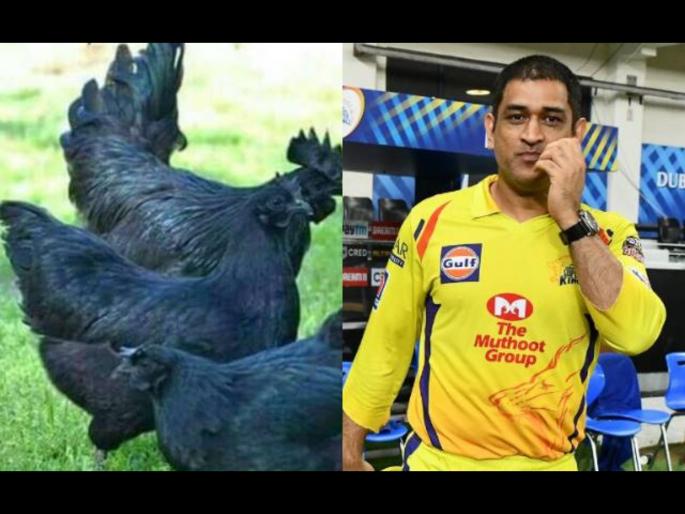 MS Dhoni set to farm Kadaknath chickens at his poultry unit ,he has ordered 2000 chicks | प्रोडक्शन हाऊस, सेंद्रीय शेती अन् आता 'कडकनाथ' पालन; MS Dhoniनं ऑर्डर केल्या २००० कोंबड्या! 