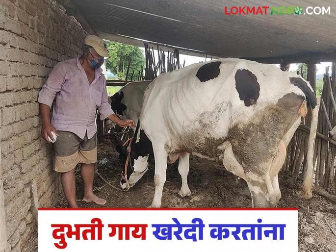 Latest News Milk Business When buying dairy cows and buffaloes, keep these things in mind to avoid fraud! | Dairy Farming : दुभती गाय-म्हैस खरेदी करताना, फसवणूक टाळण्यासाठी या गोष्टी लक्षात ठेवा! Latest News Milk Business When buying dairy cows and buffaloes, keep these things in mind to avoid fraud! | Dairy Farming : दुभती गाय-म्हैस खरेदी करताना, फसवणूक टाळण्यासाठी या गोष्टी लक्षात ठेवा!