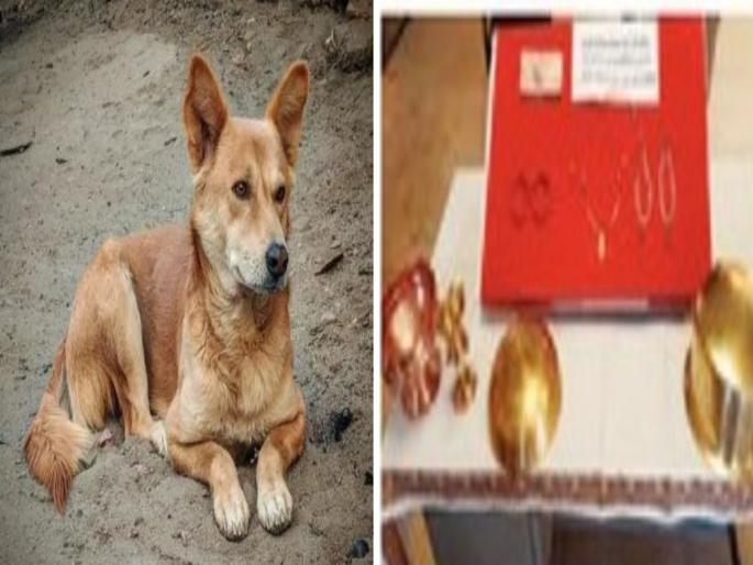 A thief was ambushed by his pet dog After stealing gold ornaments the crime was solved | स्वत:च्या पाळीव कुत्र्यानेच केला चोरट्याचा घात; सोन्याचे दागिने चोरल्यानंतर 'असा' झाला गुन्ह्याचा उलगडा A thief was ambushed by his pet dog After stealing gold ornaments the crime was solved | स्वत:च्या पाळीव कुत्र्यानेच केला चोरट्याचा घात; सोन्याचे दागिने चोरल्यानंतर 'असा' झाला गुन्ह्याचा उलगडा