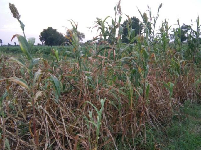 Waiting for three weeks, now waiting for a halt | तीन आठवड्यांपासून पावसाची हुलकावणी आता प्रतिक्षा पोळ्याची