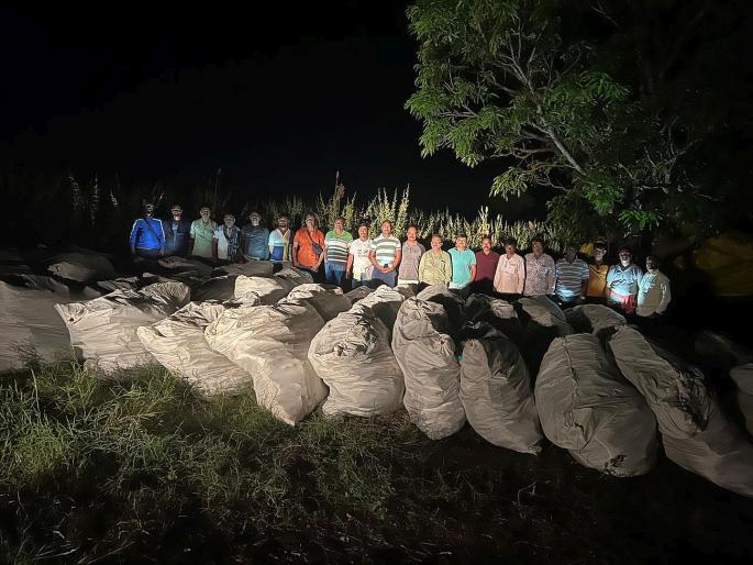Two acres of cannabis farm in Dhule destroyed  | धुळ्यातील दोन एकरातील गांजाची शेती उद्ध्वस्त  Two acres of cannabis farm in Dhule destroyed  | धुळ्यातील दोन एकरातील गांजाची शेती उद्ध्वस्त