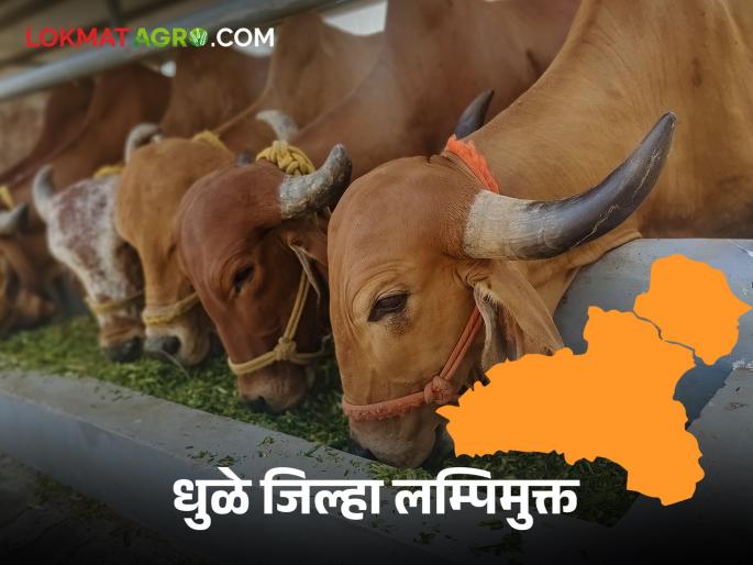 Latest News Dhule District Lumpy-free, but appeal to be careful | धुळे जिल्हा लंम्पीमुक्त, तरी काळजी घेण्याचे आवाहन Latest News Dhule District Lumpy-free, but appeal to be careful | धुळे जिल्हा लंम्पीमुक्त, तरी काळजी घेण्याचे आवाहन